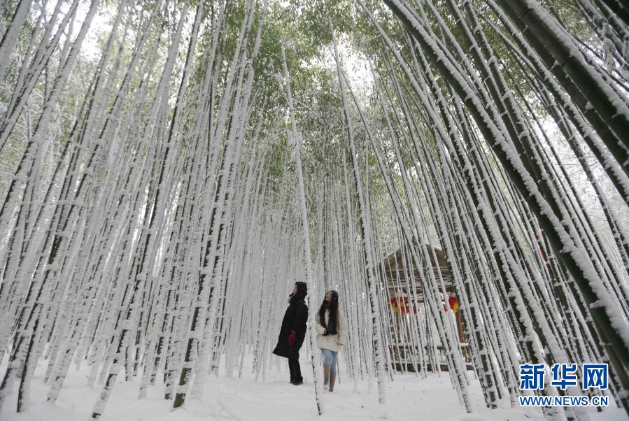 12月29日，游客在山東省臨沂市沂南縣銅井鎮(zhèn)竹泉村的竹林中漫步。當(dāng)日，入冬最強(qiáng)寒潮來襲，多地迎來降雪天氣。新華社發(fā)（王彥冰 攝）