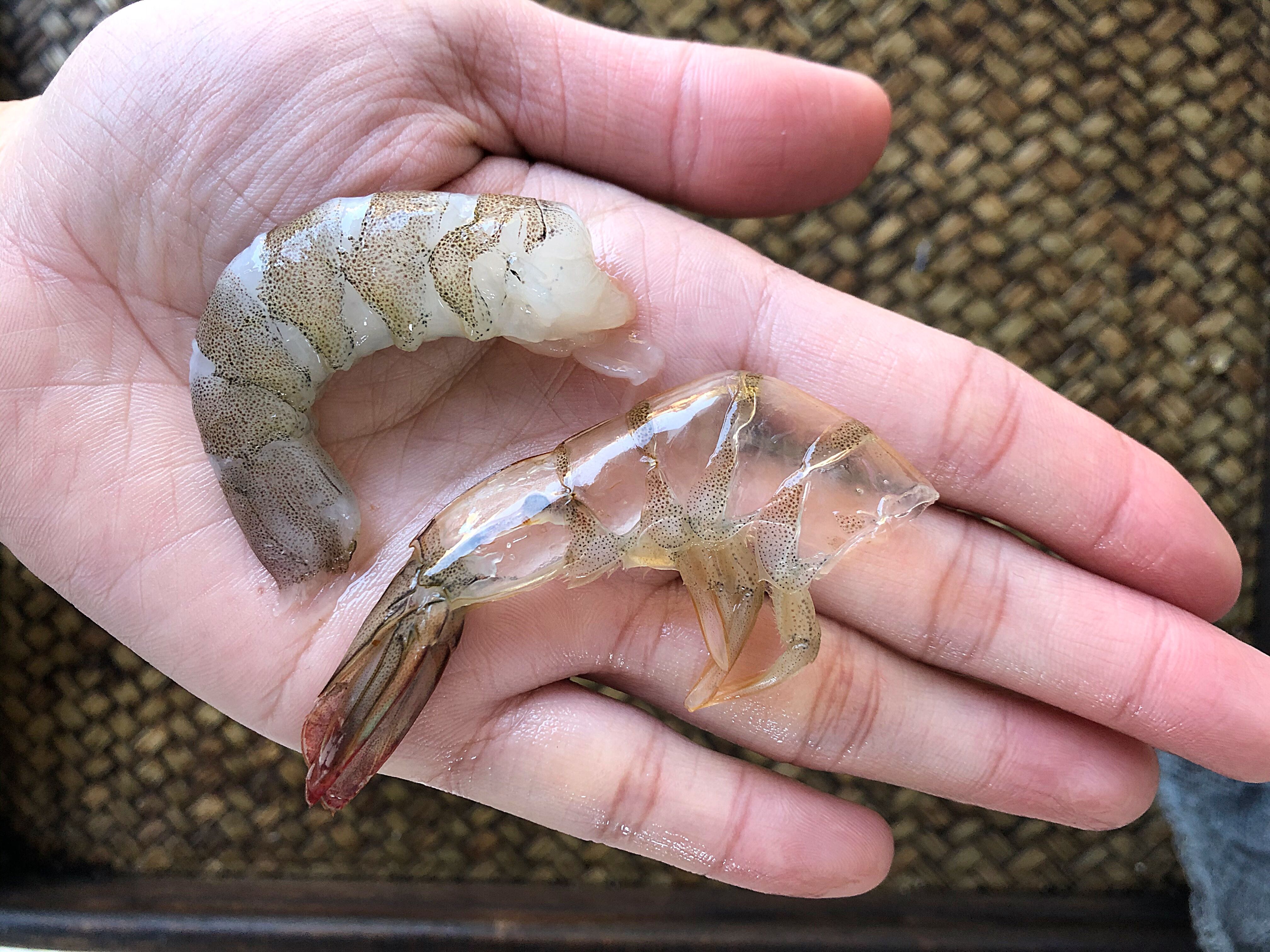 剝蝦仁很簡單，教你小技巧，蝦殼輕松完整脫落，3秒剝1個，實用
