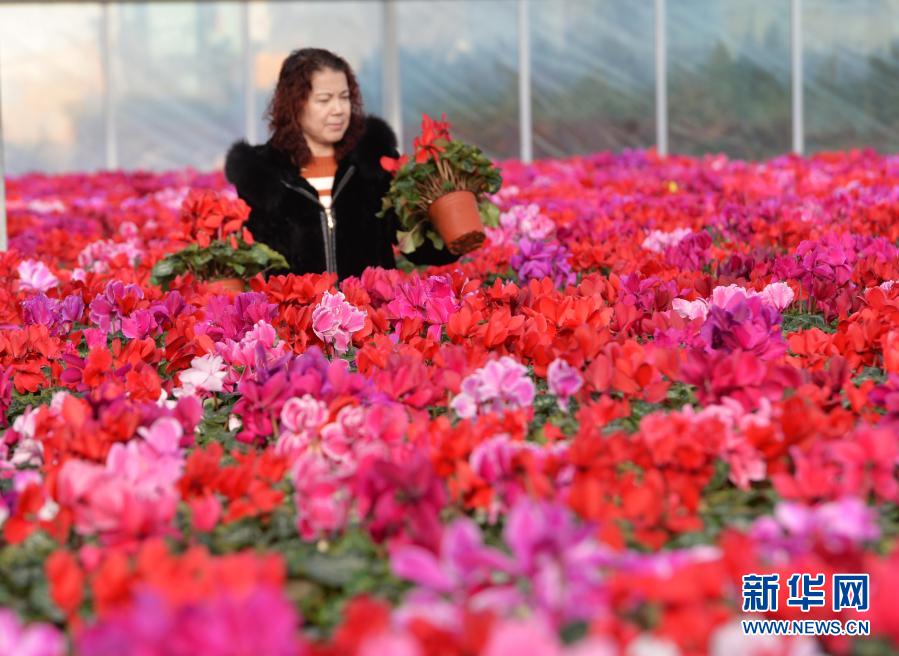 12月31日，顧客在臨夏縣一花卉基地內(nèi)選購(gòu)花卉。新華社發(fā)（史有東 攝）