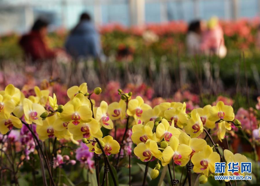 12月31日，顧客在臨夏縣一花卉基地內(nèi)選購(gòu)花卉。新年將至，甘肅省臨夏回族自治州臨夏縣一花卉基地內(nèi)鮮花盛開(kāi)，吸引眾多顧客前來(lái)選購(gòu)。新華社發(fā)（史有東 攝）