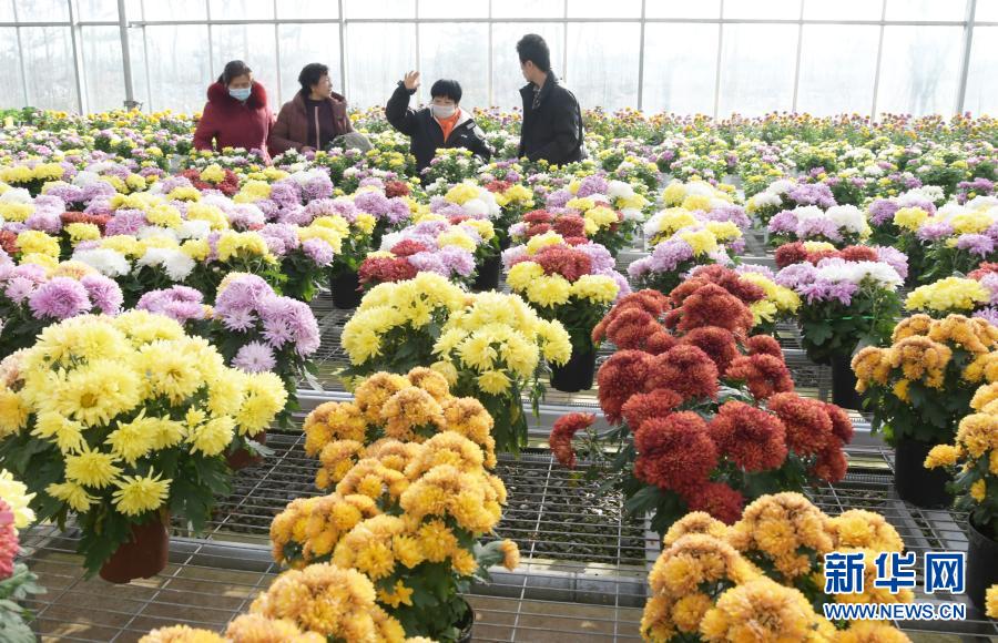 12月31日，顧客在臨夏縣一花卉基地內(nèi)選購(gòu)花卉。新華社發(fā)（史有東 攝）