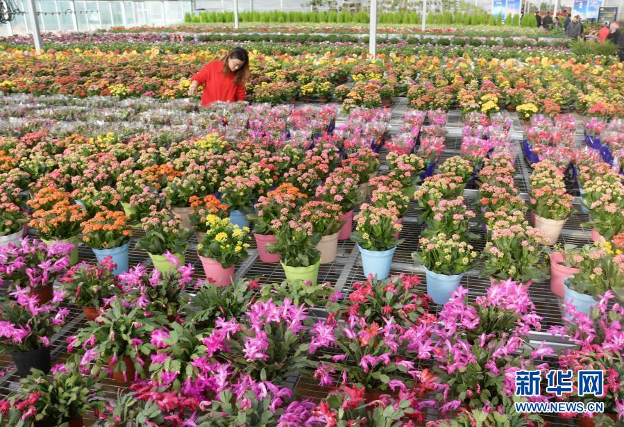 12月31日，顧客在臨夏縣一花卉基地內(nèi)選購(gòu)花卉。新華社發(fā)（史有東 攝）