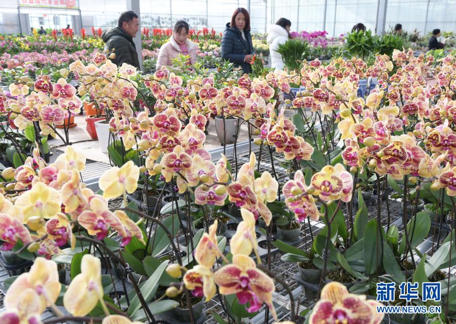 12月31日，顧客在臨夏縣一花卉基地內(nèi)選購(gòu)花卉。新華社發(fā)（史有東 攝）