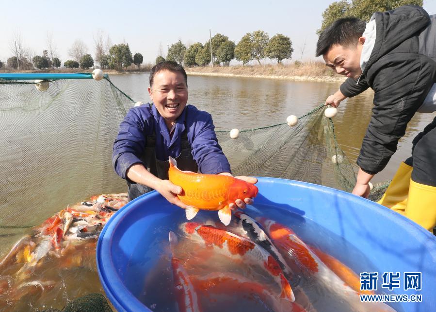 1月19日，在浙江省湖州市安吉縣遞鋪街道一家養(yǎng)魚場內(nèi)，養(yǎng)殖戶展示收獲的精品錦鯉。當日，在浙江省湖州市安吉縣遞鋪街道的一家養(yǎng)魚場內(nèi)，養(yǎng)殖戶拉起2021年第一網(wǎng)，收獲300多尾精品錦鯉。據(jù)了解，當?shù)卣罅Πl(fā)展精品農(nóng)業(yè)，培育出錦鯉等一批深受市場歡迎的特色農(nóng)產(chǎn)品，促進農(nóng)戶增收致富。新華社發(fā)（夏鵬飛 攝）