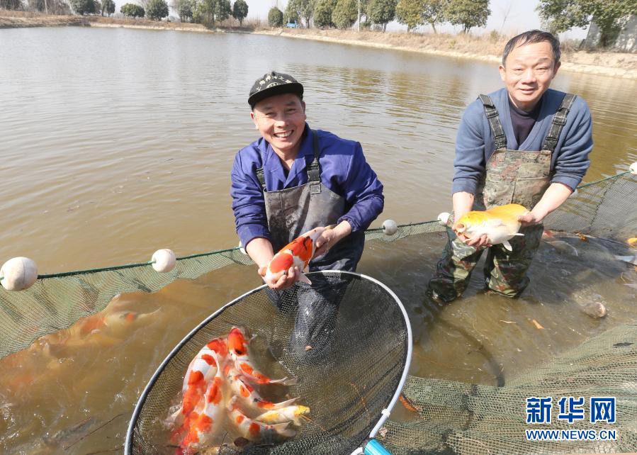 1月19日，在浙江省湖州市安吉縣遞鋪街道一家養(yǎng)魚場內(nèi)，養(yǎng)殖戶展示收獲的精品錦鯉。當日，在浙江省湖州市安吉縣遞鋪街道的一家養(yǎng)魚場內(nèi)，養(yǎng)殖戶拉起2021年第一網(wǎng)，收獲300多尾精品錦鯉。據(jù)了解，當?shù)卣罅Πl(fā)展精品農(nóng)業(yè)，培育出錦鯉等一批深受市場歡迎的特色農(nóng)產(chǎn)品，促進農(nóng)戶增收致富。新華社發(fā)（夏鵬飛 攝）