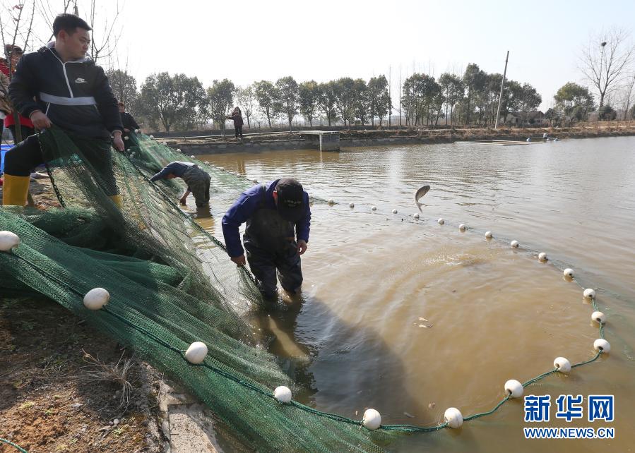 1月19日，在浙江省湖州市安吉縣遞鋪街道一家養(yǎng)魚場內(nèi)，養(yǎng)殖戶拉網(wǎng)捕魚。當日，在浙江省湖州市安吉縣遞鋪街道的一家養(yǎng)魚場內(nèi)，養(yǎng)殖戶拉起2021年第一網(wǎng)，收獲300多尾精品錦鯉。據(jù)了解，當?shù)卣罅Πl(fā)展精品農(nóng)業(yè)，培育出錦鯉等一批深受市場歡迎的特色農(nóng)產(chǎn)品，促進農(nóng)戶增收致富。新華社發(fā)（夏鵬飛 攝）