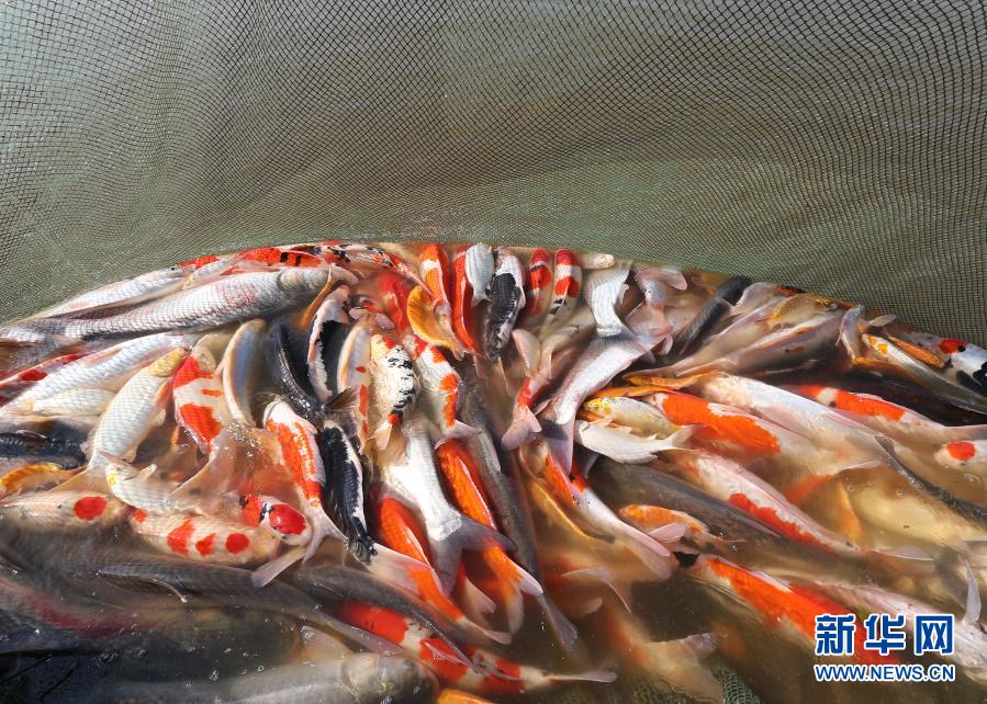 1月19日在浙江省湖州市安吉縣遞鋪街道一家養(yǎng)魚場內(nèi)拍攝的養(yǎng)殖戶收獲的錦鯉。當日，在浙江省湖州市安吉縣遞鋪街道的一家養(yǎng)魚場內(nèi)，養(yǎng)殖戶拉起2021年第一網(wǎng)，收獲300多尾精品錦鯉。據(jù)了解，當?shù)卣罅Πl(fā)展精品農(nóng)業(yè)，培育出錦鯉等一批深受市場歡迎的特色農(nóng)產(chǎn)品，促進農(nóng)戶增收致富。新華社發(fā)（夏鵬飛 攝）