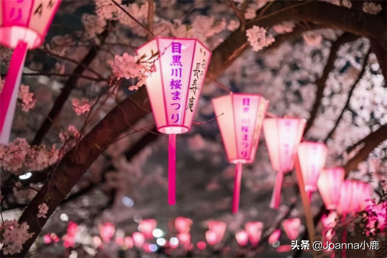 日本八大早櫻景區(qū)，哪些地方最適合欣賞櫻花？