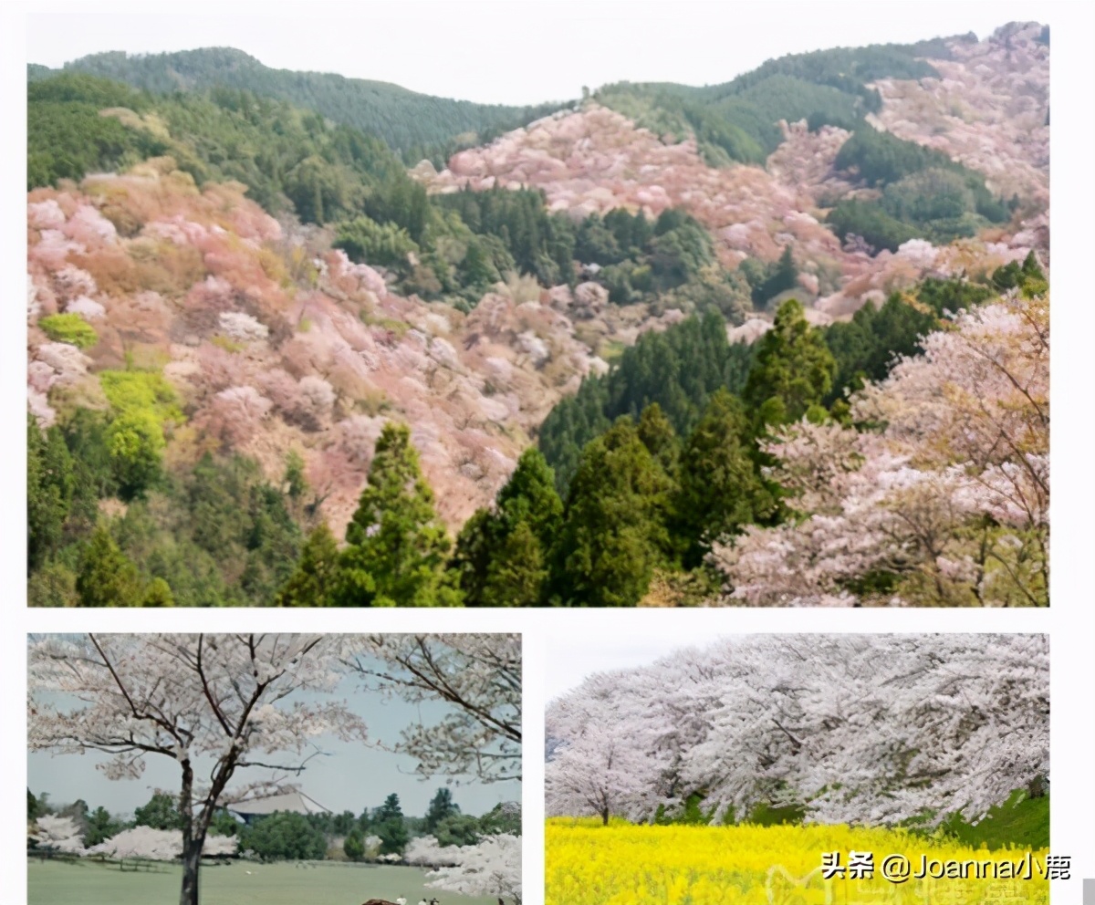 日本八大早櫻景區(qū)，哪些地方最適合欣賞櫻花？