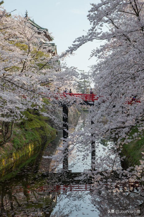 日本八大早櫻景區(qū)，哪些地方最適合欣賞櫻花？