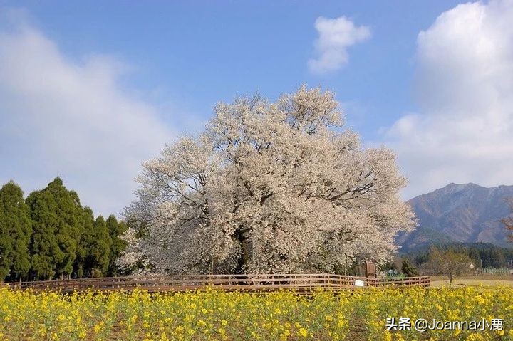日本八大早櫻景區(qū)，哪些地方最適合欣賞櫻花？