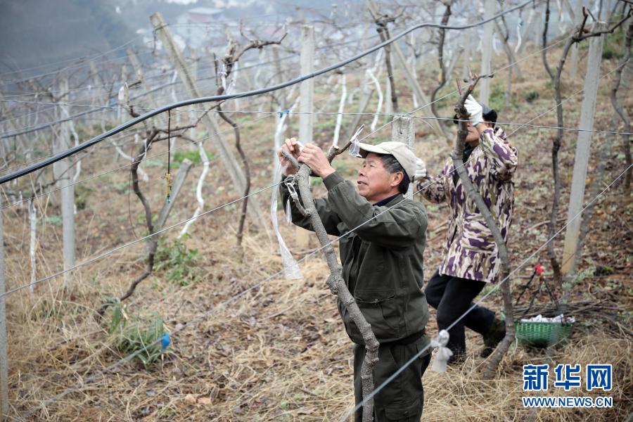 　　2月17日，在浙江省杭州市桐廬縣分水鎮(zhèn)徐橋村獼猴桃種植基地，農(nóng)戶忙著嫁接獼猴桃新品種。　　雨水節(jié)氣將至，各地農(nóng)民搶抓農(nóng)時進行春播耕地、麥田施肥、大棚管護等農(nóng)事活動，田間地頭一派繁忙?！　⌒氯A社發(fā)（徐軍勇 攝）