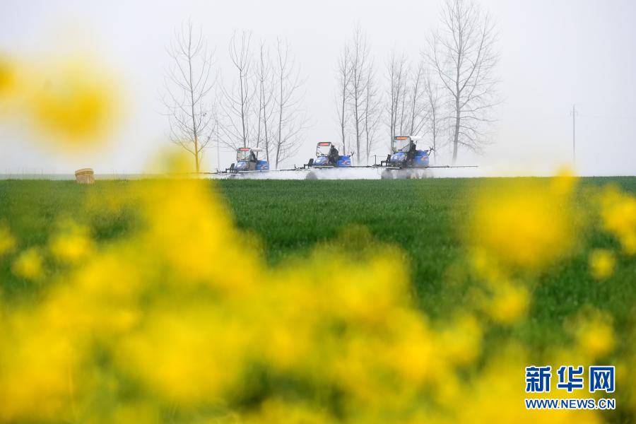 3月6日，安徽省潁上縣王崗鎮(zhèn)農(nóng)民駕駛農(nóng)機(jī)在麥田里作業(yè)。新華社記者 黃博涵 攝
