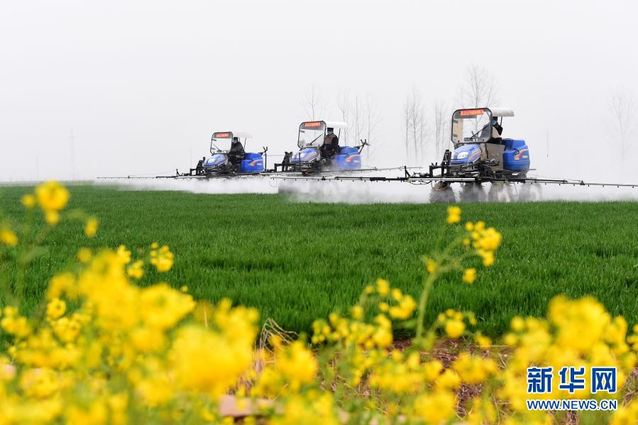 3月6日，安徽省潁上縣王崗鎮(zhèn)農(nóng)民駕駛農(nóng)機(jī)在麥田里作業(yè)。新華社記者 黃博涵 攝