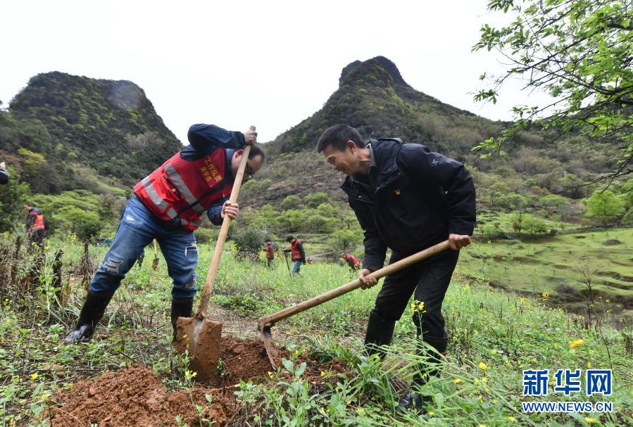 　　3月11日，在融安縣東起鄉(xiāng)崖腳村銅板屯，駐村工作隊隊員和村民在山上種植李樹苗?！　‘斎?，廣西融安縣東起鄉(xiāng)組織黨員干部和各村駐村工作隊員，來到該鄉(xiāng)崖腳村銅板屯，開展義務(wù)植樹綠化活動，為深山古寨添新綠。　　新華社記者 張愛林 攝
