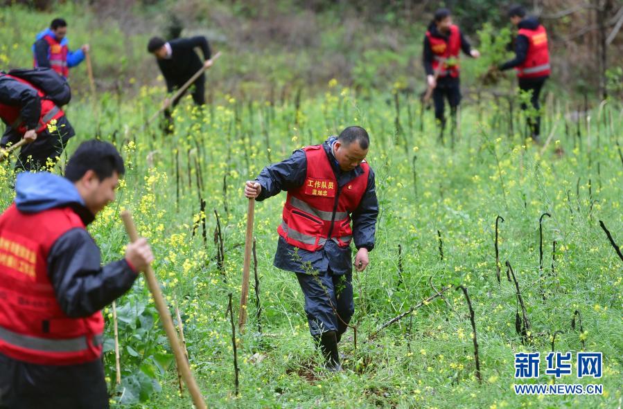 　　3月11日，在融安縣東起鄉(xiāng)崖腳村銅板屯，駐村工作隊隊員和村民在山上種植李樹苗。　　當日，廣西融安縣東起鄉(xiāng)組織黨員干部和各村駐村工作隊員，來到該鄉(xiāng)崖腳村銅板屯，開展義務(wù)植樹綠化活動，為深山古寨添新綠?！　⌒氯A社記者 張愛林 攝