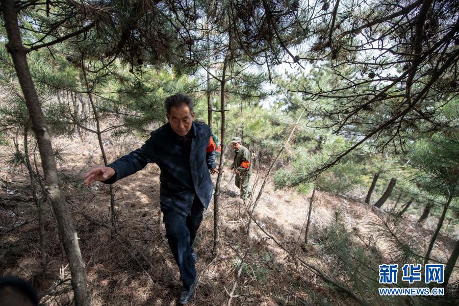 　　3月16日，秦安松（前）在山上巡查?！　∥挥谏轿魇￠L(zhǎng)治市平順縣的打虎嶺林場(chǎng)平均海拔超過1700米，是平順縣面積最大的一片林場(chǎng)。今年72歲的秦安松已經(jīng)在這里工作了51個(gè)年頭?！　偟酱蚧X做護(hù)林員的時(shí)候，秦安松只有21歲。51年來，秦安松走遍了打虎嶺林場(chǎng)的每一個(gè)角落，從一名護(hù)林員逐漸成長(zhǎng)為林場(chǎng)場(chǎng)長(zhǎng)?！　〗?，秦安松十分忙碌。每天，秦安松要帶領(lǐng)護(hù)林員巡山護(hù)林、監(jiān)控森林火險(xiǎn)，連續(xù)作業(yè)近10個(gè)小時(shí)，忙的時(shí)候連口水都顧不上喝。　　護(hù)林工作雖然辛苦，但看到一棵棵樹苗茁壯成長(zhǎng)，林場(chǎng)面積不斷擴(kuò)大，秦安松倍感欣慰?！拔业拿纸邪菜?，守護(hù)林場(chǎng)就是我的使命。”秦安松說?！　⌒氯A社記者 楊晨光 攝