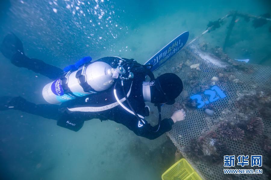　　3月21日，志愿者在深圳大鵬金沙灣海域海底扶植珊瑚?！　‘斕焓鞘澜缟秩眨瑏碜陨钲诘闹驹刚咴谏钲诖簌i金沙灣海域舉行“珊瑚扶植”活動。來自各行各業(yè)的10名志愿者下海清理垃圾，收集珊瑚殘肢并固定在特定區(qū)域的苗圃上。未來，這些珊瑚穩(wěn)定成長并恢復生機后，將會被放回海底的礁石上，此次活動旨在呼吁更多人關(guān)注“海底森林”——珊瑚礁，加強公眾對海洋生態(tài)的保護意識?！　⌒氯A社發(fā)