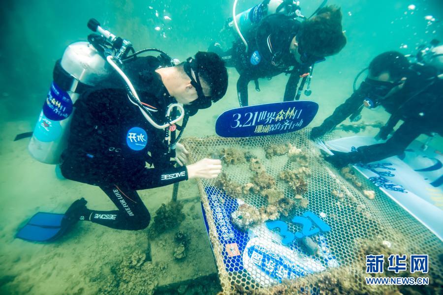 　　3月21日，志愿者在深圳大鵬金沙灣海域海底扶植珊瑚?！　‘斕焓鞘澜缟秩?，來自深圳的志愿者在深圳大鵬金沙灣海域舉行“珊瑚扶植”活動。來自各行各業(yè)的10名志愿者下海清理垃圾，收集珊瑚殘肢并固定在特定區(qū)域的苗圃上。未來，這些珊瑚穩(wěn)定成長并恢復生機后，將會被放回海底的礁石上，此次活動旨在呼吁更多人關(guān)注“海底森林”——珊瑚礁，加強公眾對海洋生態(tài)的保護意識?！　⌒氯A社發(fā)