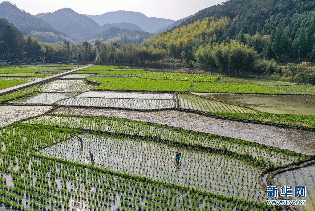 3月27日，茭農(nóng)在景寧畬族自治縣景南鄉(xiāng)上標村茭田里疏除茭苗（無人機照片）。眼下，位于浙江省麗水市景寧畬族自治縣大山深處的村民，抓住春暖晴好天氣，搶種深山冷水茭白，茭白田中一派忙碌景象。景寧位于浙閩交界，所轄的景南、大漈等鄉(xiāng)地處海拔千米的深山盆地。近年來，當?shù)爻浞职l(fā)揮山區(qū)優(yōu)勢，把種植冷水茭白作為農(nóng)業(yè)增效的主導(dǎo)產(chǎn)業(yè)，出產(chǎn)的茭白口感鮮美，成為助力農(nóng)民增收的特色農(nóng)產(chǎn)品。新華社發(fā)（李肅人 攝）