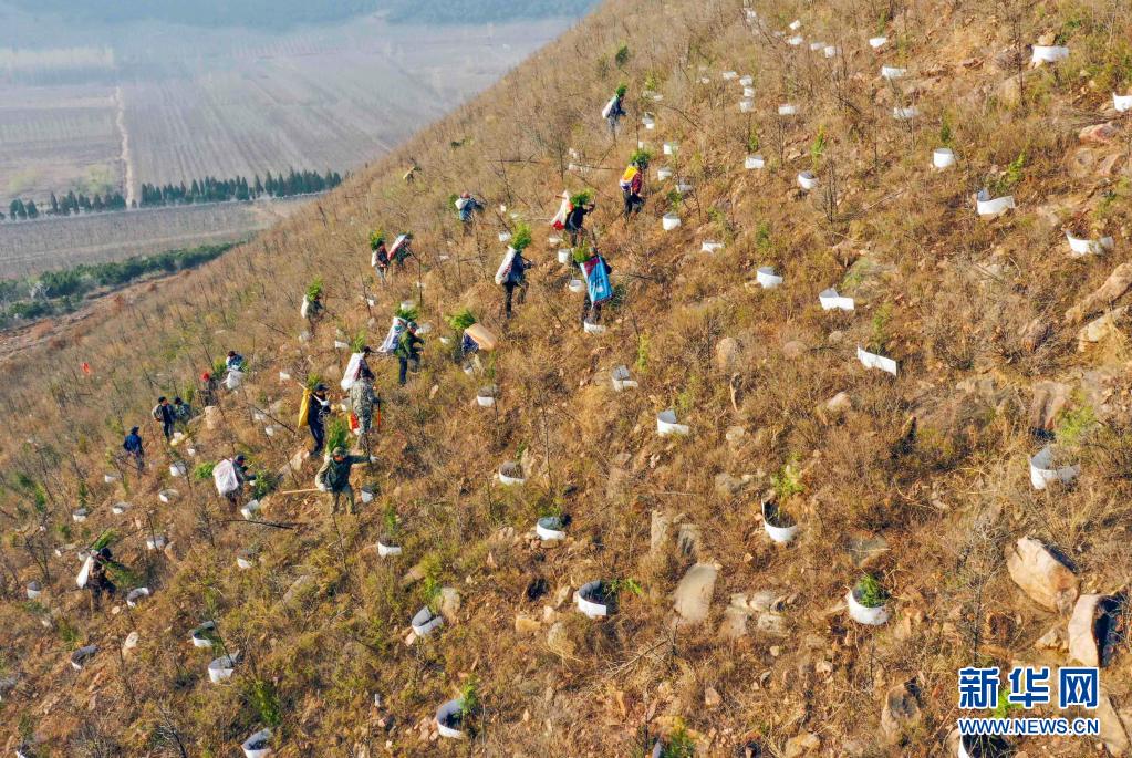 　　3月31日，造林隊員在河北省遵化市石門鎮(zhèn)金星山運送樹苗，準(zhǔn)備植樹（無人機照片）?！　≈俅簳r節(jié)，河北省遵化市提前開始今年的荒山造林，造林隊員們忙著運送樹苗、栽樹、澆水。遵化市今年計劃完成荒山造林5萬多畝?！　⌒氯A社發(fā)（劉滿倉 攝）