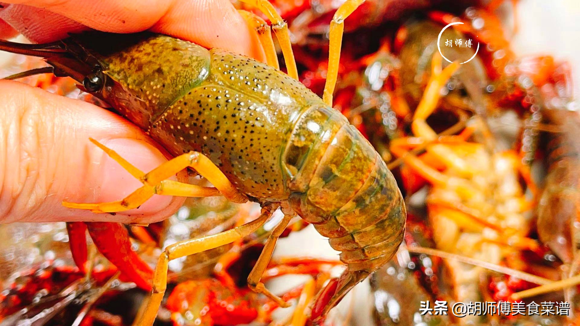 同樣是龍蝦，“青色”和“紅色”有啥區(qū)別！看完以后，別再亂買了